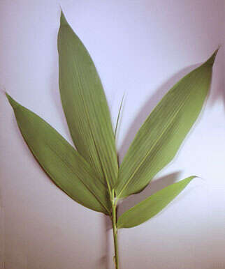 Image of broadleaf bamboo