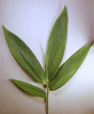 Image of broadleaf bamboo