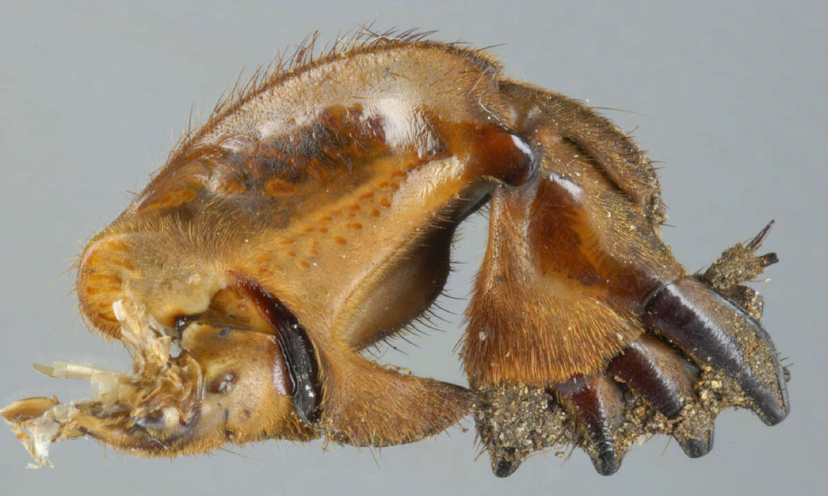 Image of European Mole Cricket