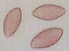 Image of Naucoria striatula P. D. Orton 1960