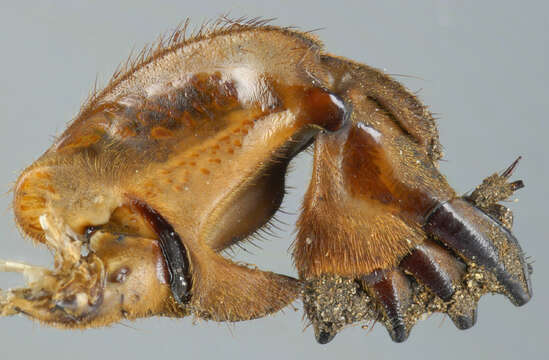 Image of European Mole Cricket