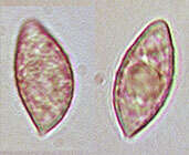 Image of Naucoria striatula P. D. Orton 1960