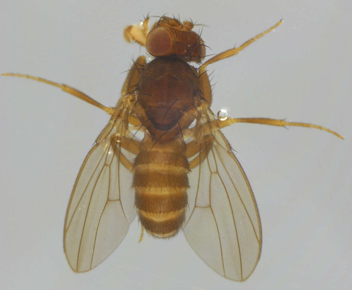 Слика од Scaptodrosophila deflexa (Duda 1924)