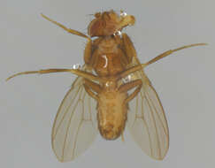 Слика од Scaptodrosophila deflexa (Duda 1924)