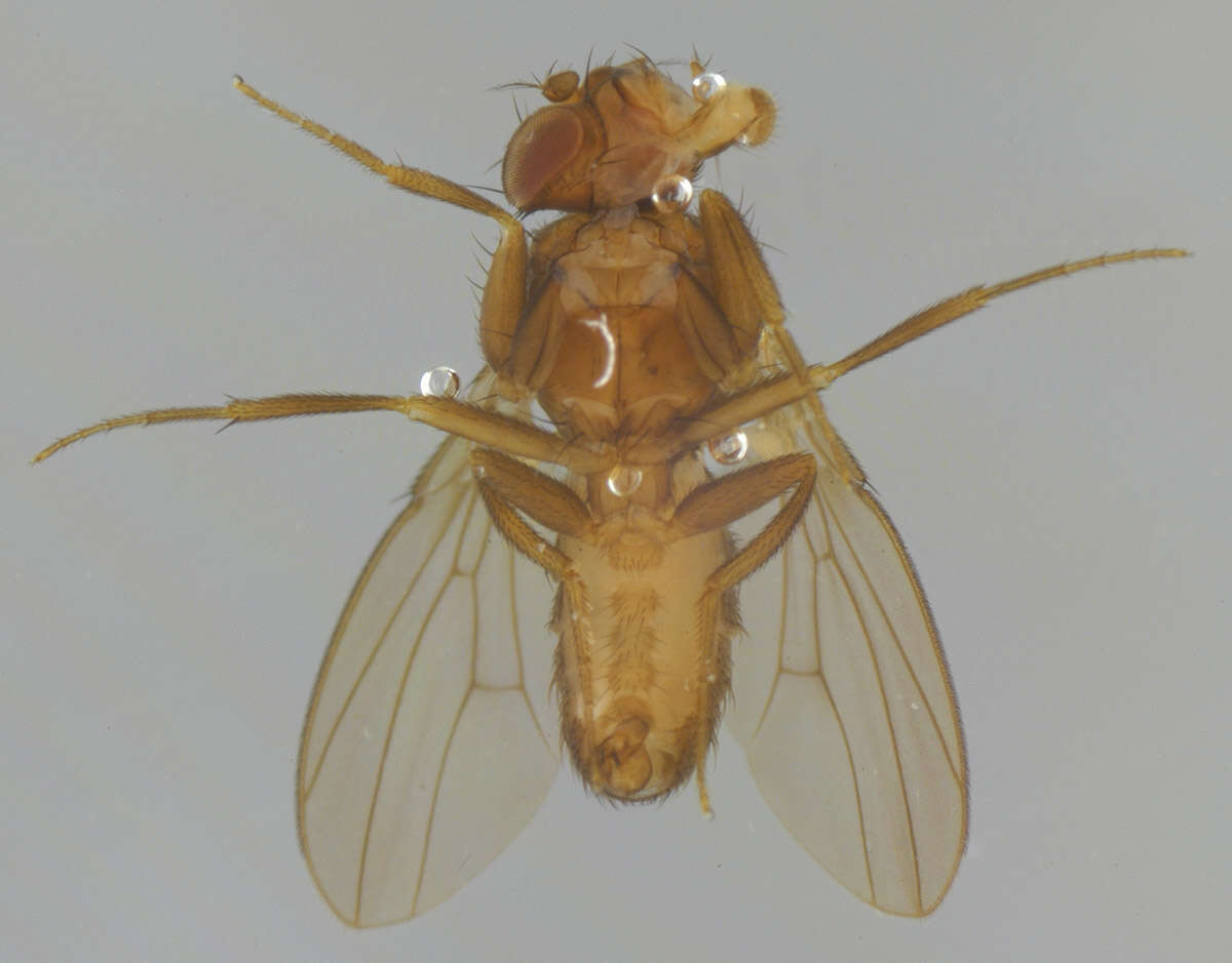 Imagem de Scaptodrosophila deflexa (Duda 1924)