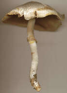 Image of Dark scaled mushroom