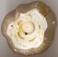 Image of Agaricus moelleri Wasser 1976