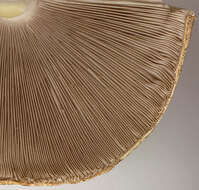 Image of Dark scaled mushroom