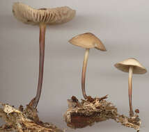 Image of Marasmius cohaerens (Pers.) Cooke & Quél. 1878