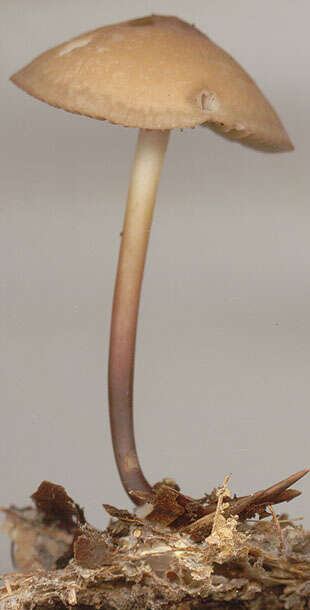 Image of Marasmius cohaerens (Pers.) Cooke & Quél. 1878