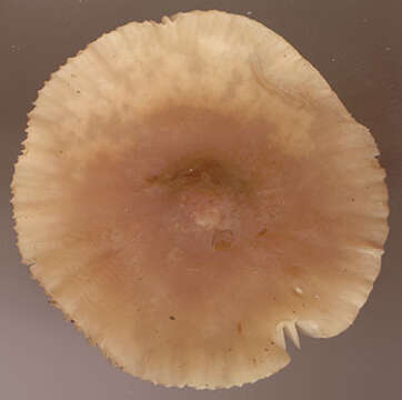 Image of Marasmius cohaerens (Pers.) Cooke & Quél. 1878