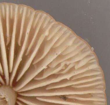 Image of Marasmius cohaerens (Pers.) Cooke & Quél. 1878