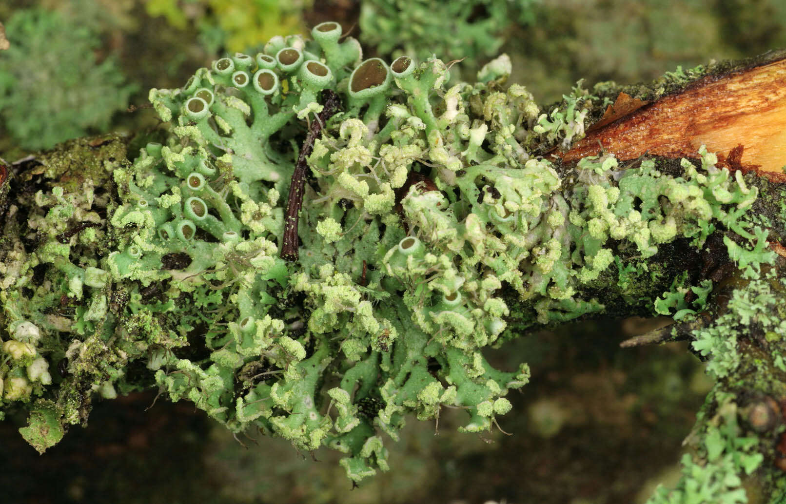 Image of rosette lichen