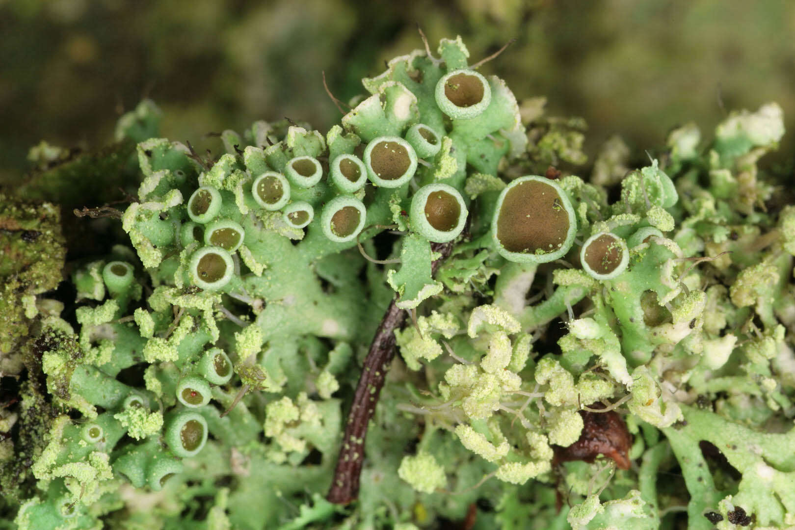 Image of rosette lichen