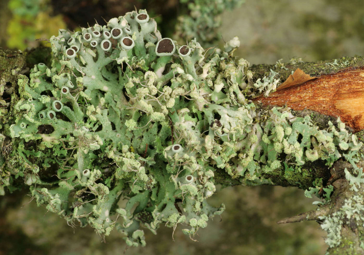 Image of rosette lichen