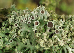 Image of rosette lichen