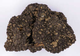 Image of summer truffle