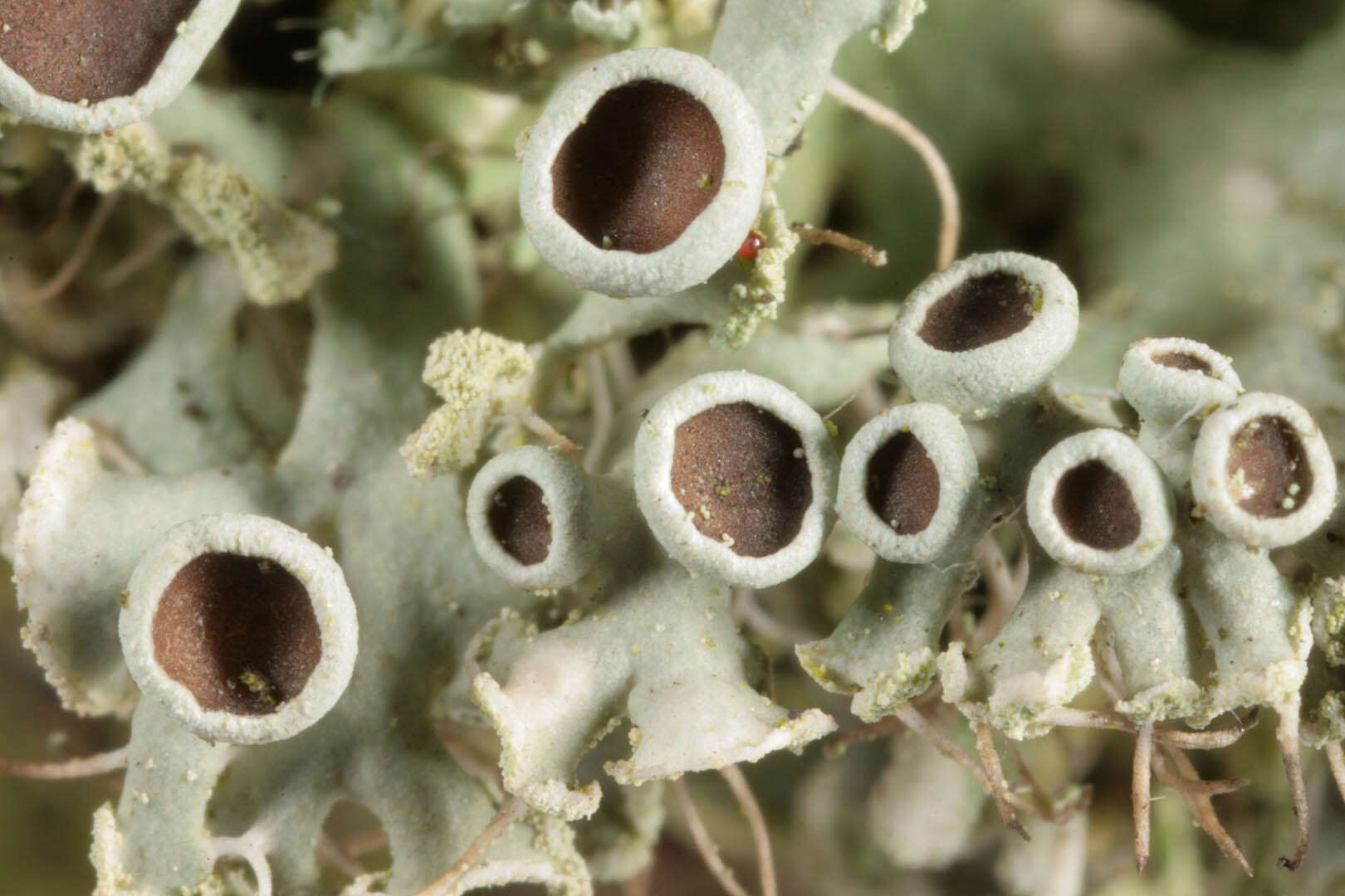 Image of rosette lichen