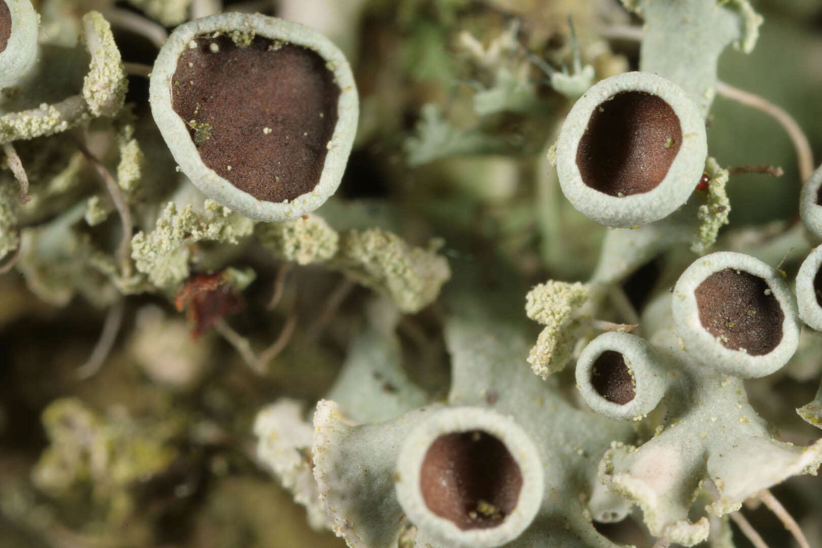 Image of rosette lichen