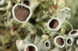 Image of rosette lichen