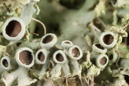 Image of rosette lichen