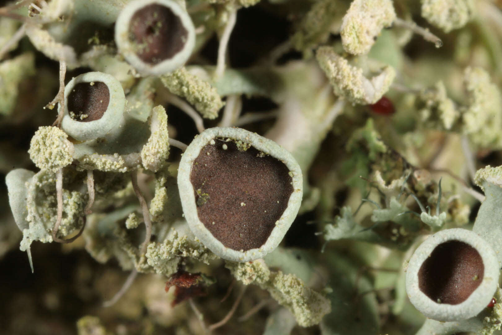 Image of rosette lichen