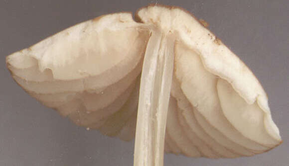 Image of Marasmius cohaerens (Pers.) Cooke & Quél. 1878