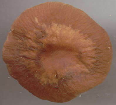 Image of Gymnopus ocior (Pers.) Antonín & Noordel. 1997