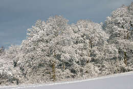 Image of English oak