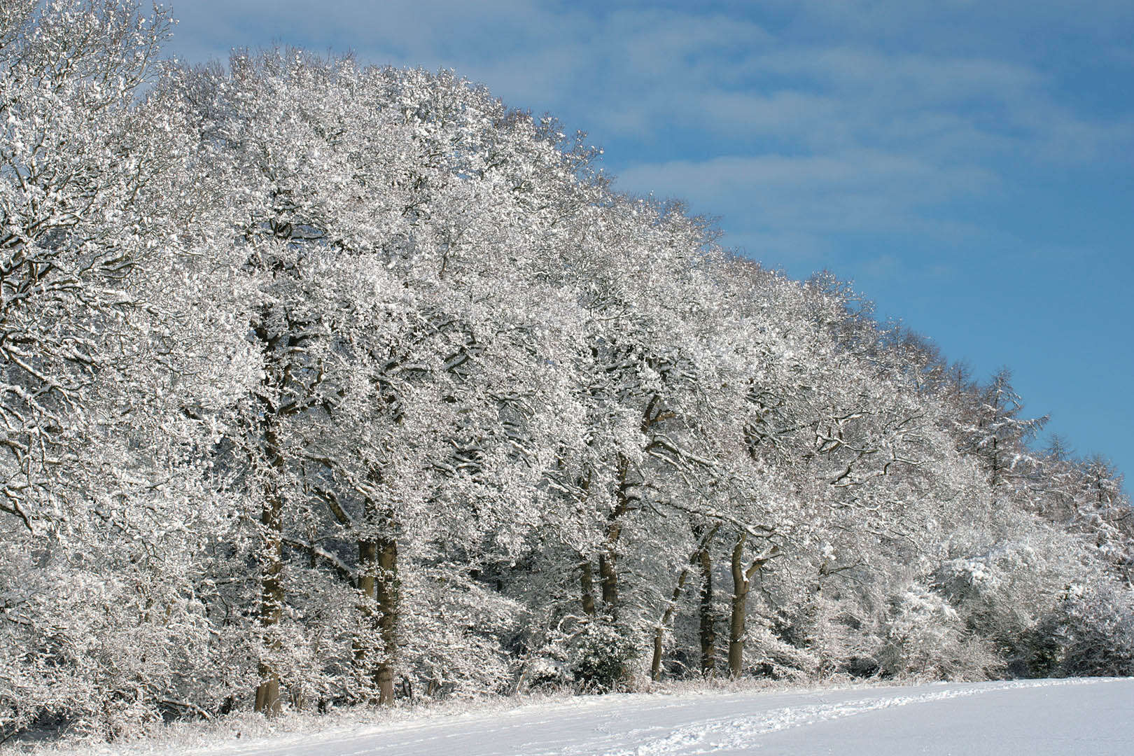 Image of English oak