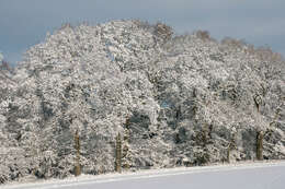 Image of English oak