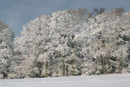 Image of English oak