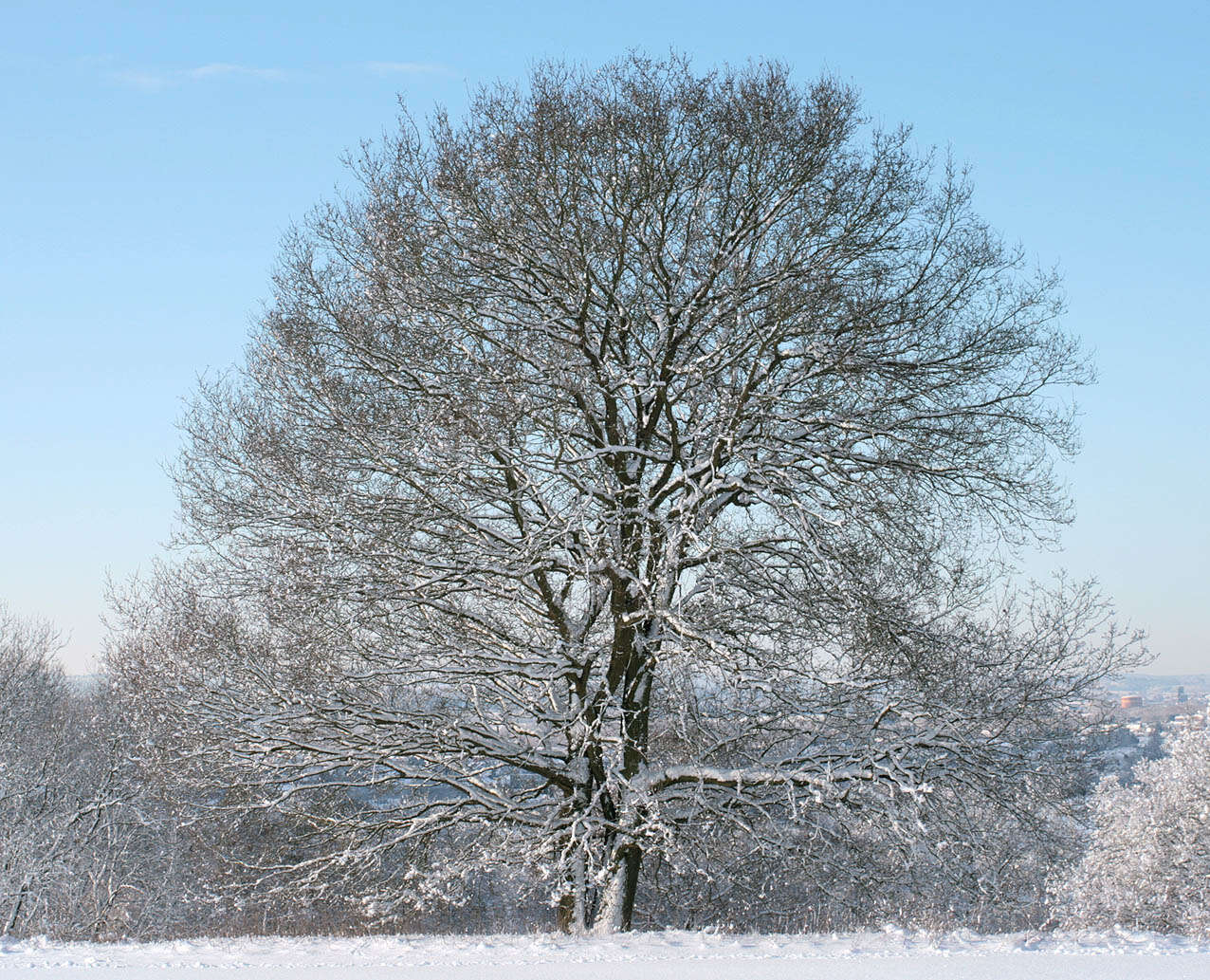 Image of English oak