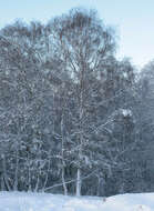 Image of birch