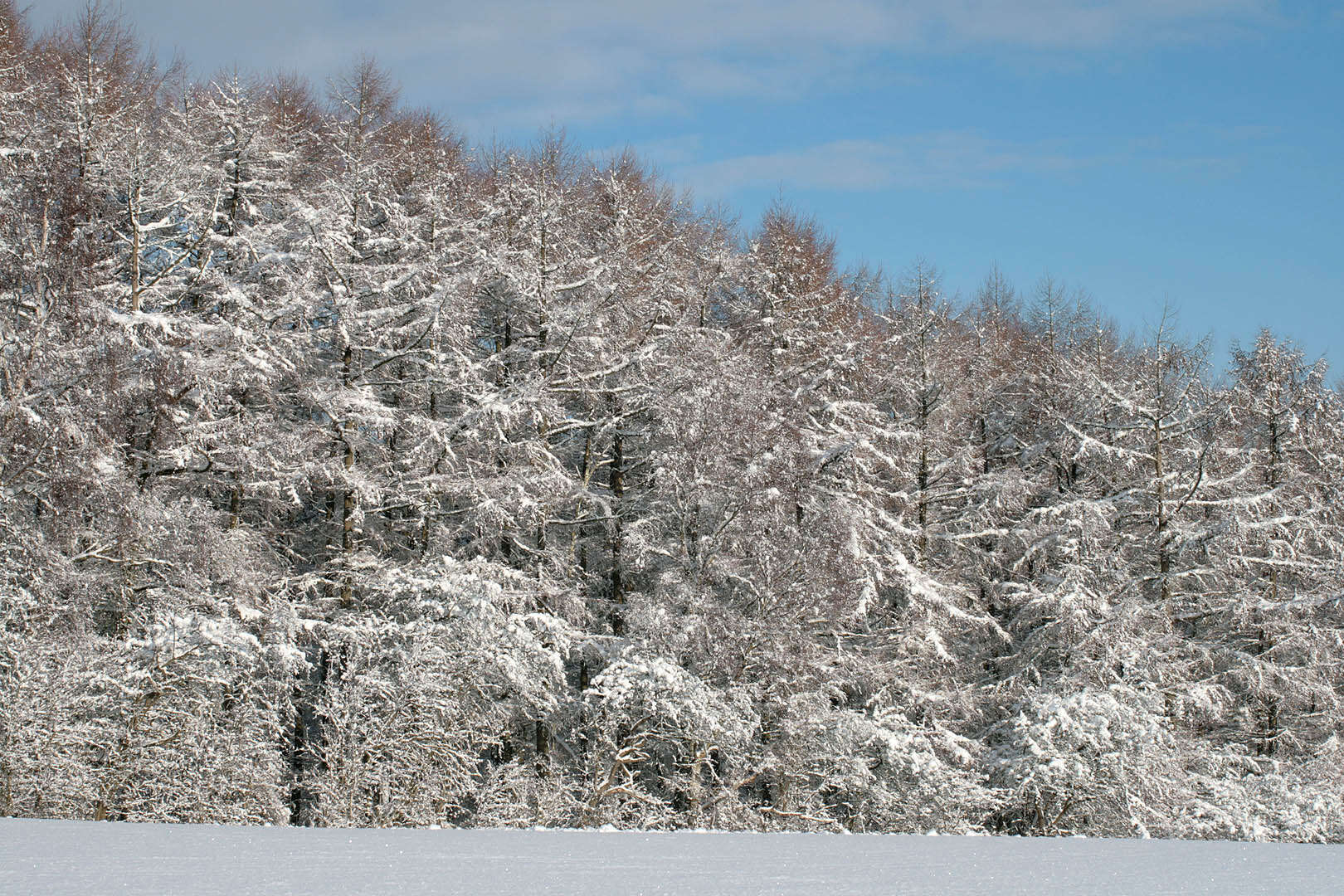 Image of larch