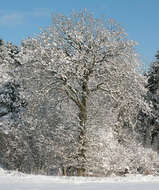 Image of English oak