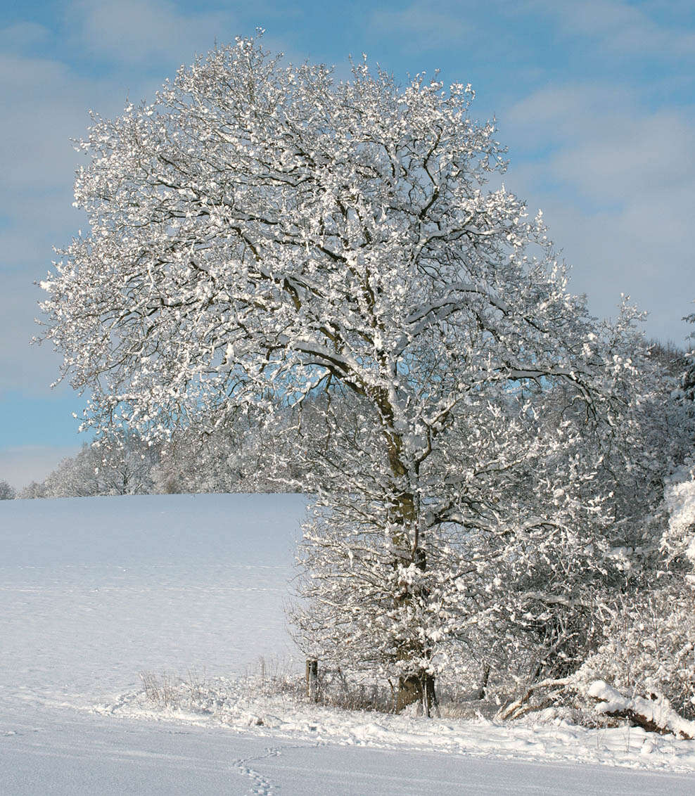 Image of English oak