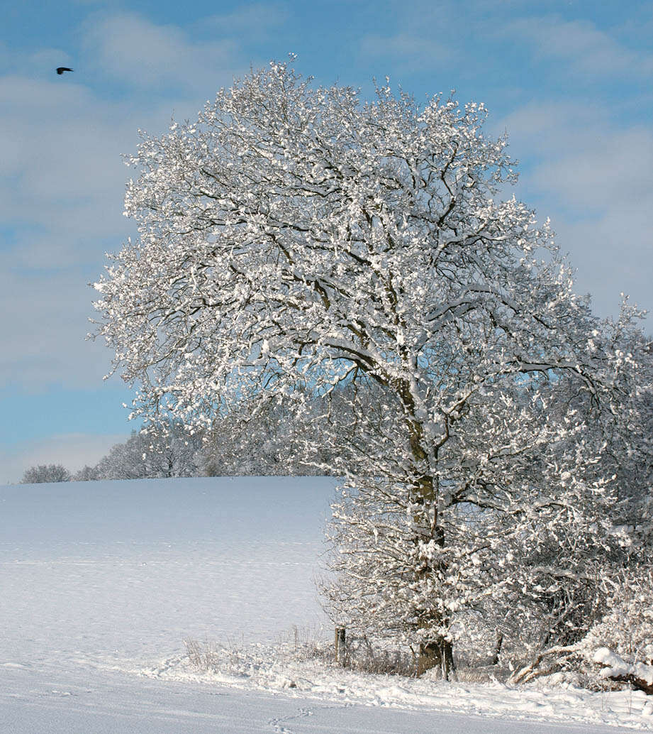 Image of English oak