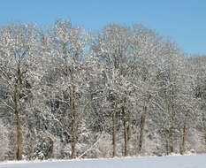 Image of European ash