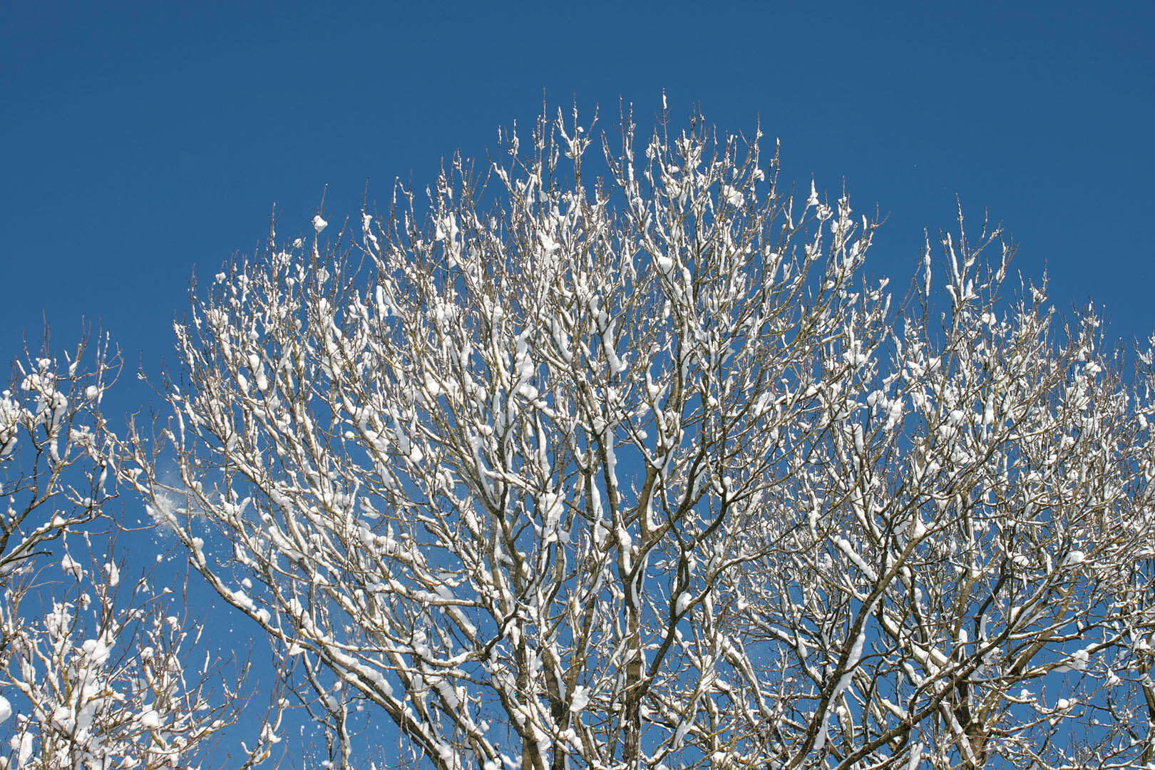 Plancia ëd Fraxinus excelsior L.