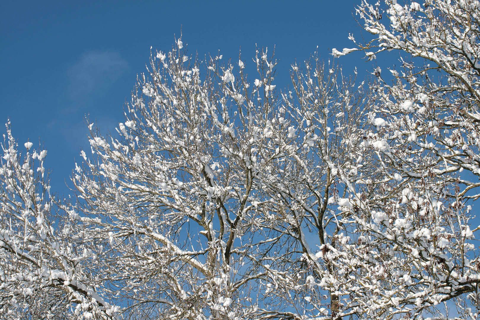 Image of European ash