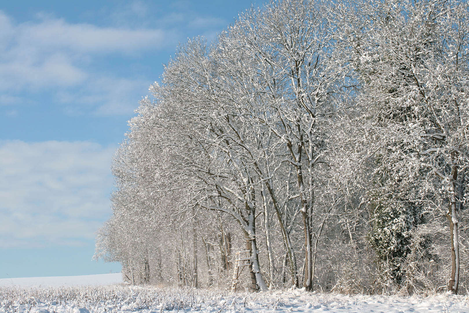 Image of European ash