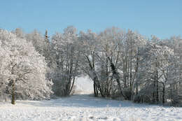 Image of European alder