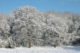 Image of English oak