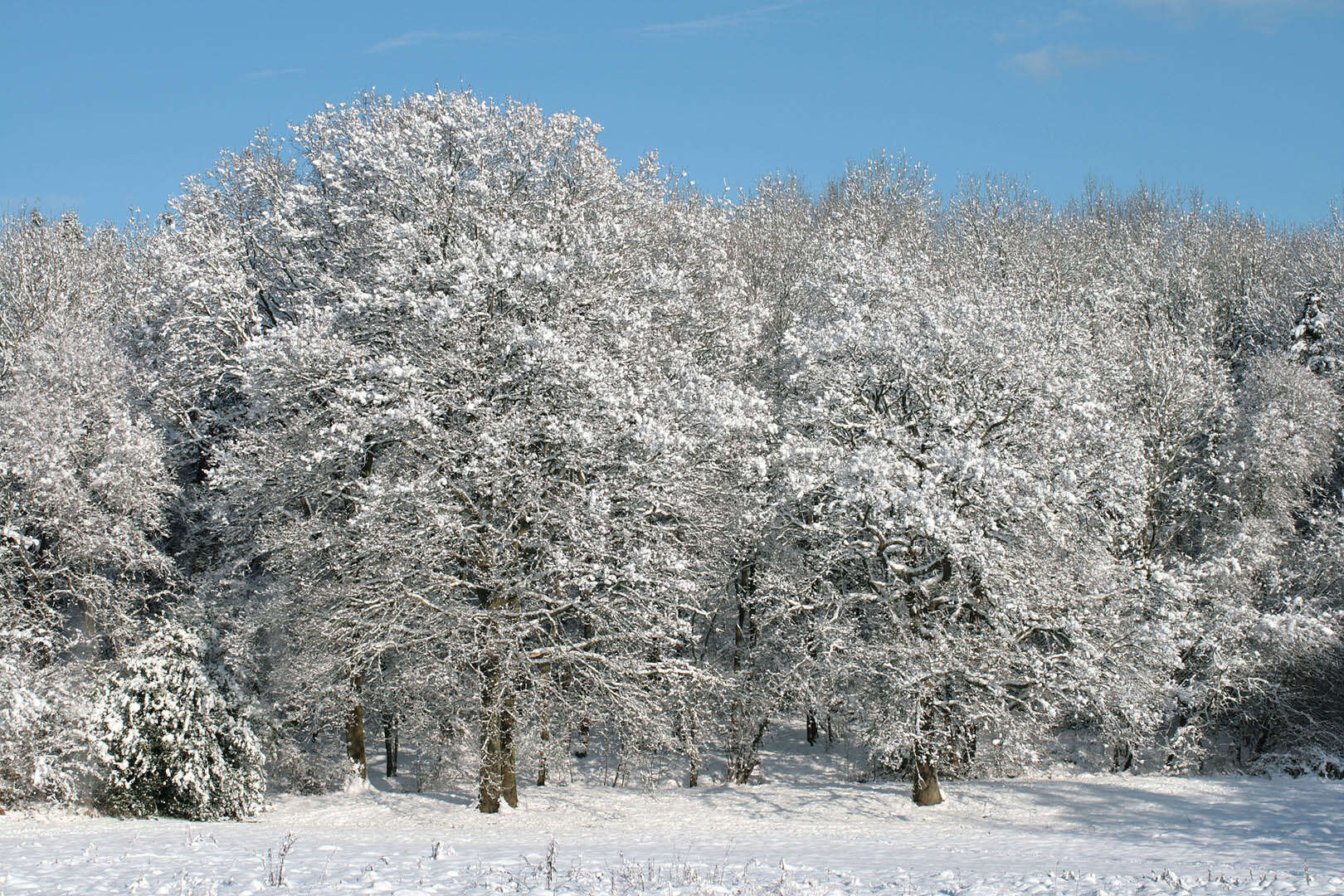 Image of English oak