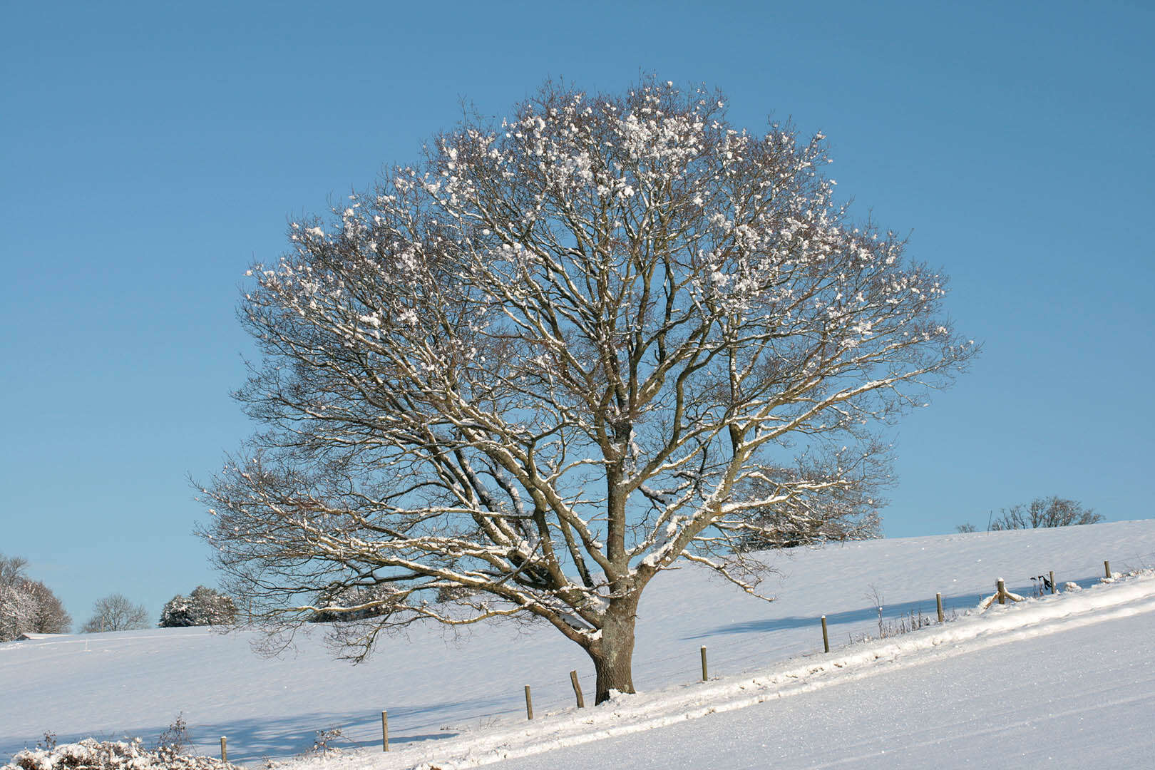 Image of English oak