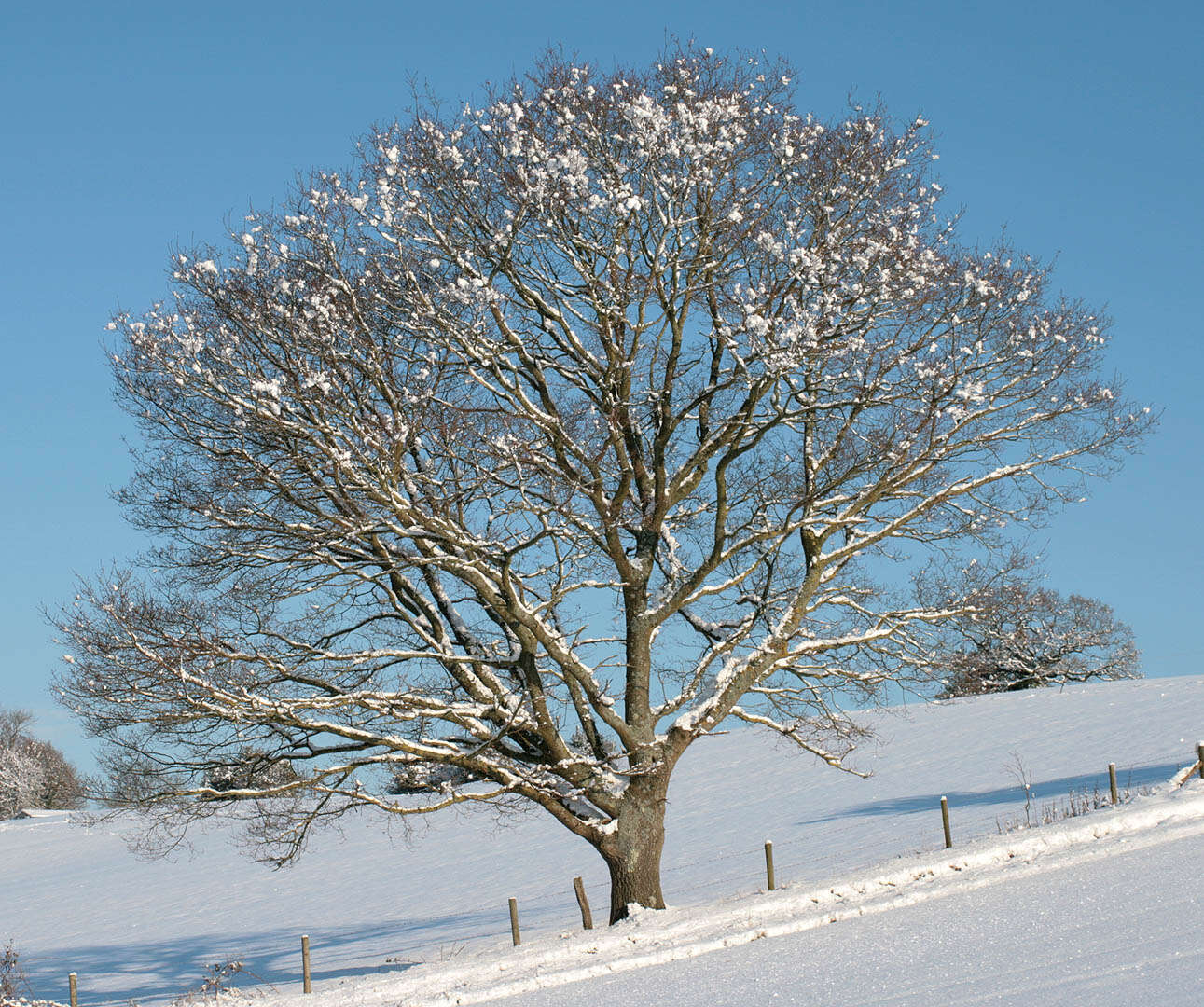 Image of English oak