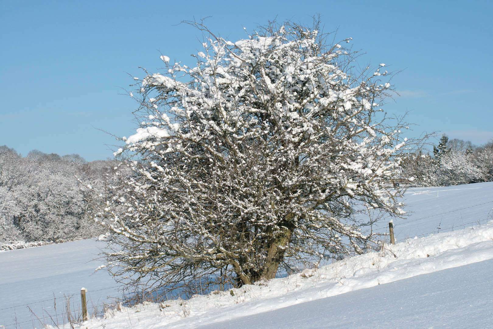 Image of Common Hawthorn