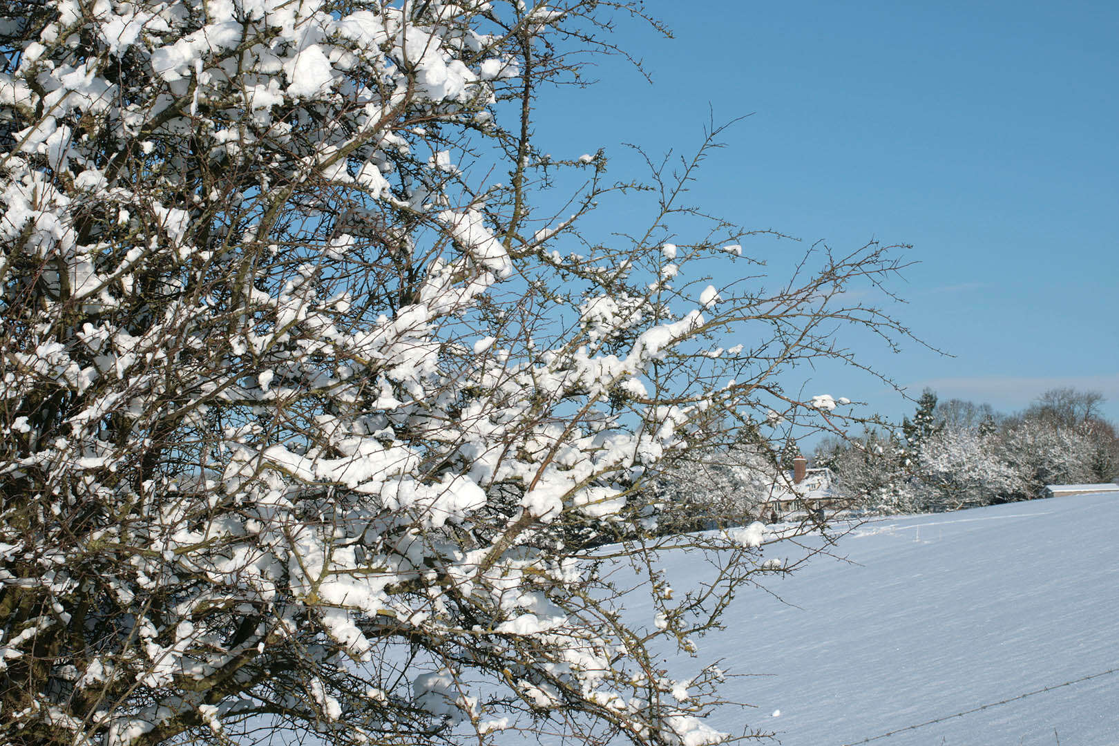 Image of Common Hawthorn