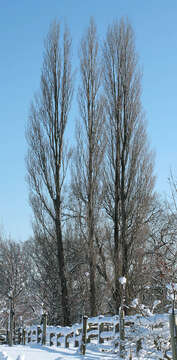 Image of Black Poplar